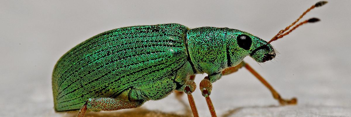 Woodboring beetle control
